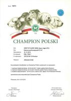 Biały Owczarek Szwajcarski - Shira Alpen Angel